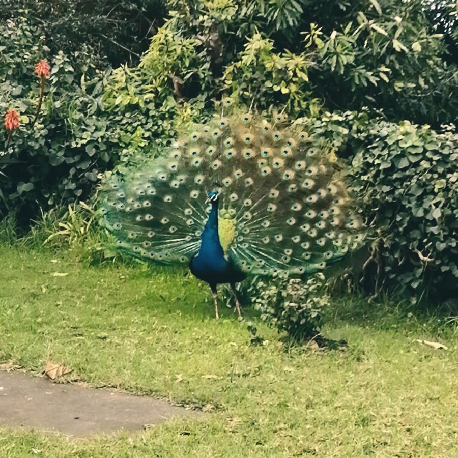 Quinta Das Almas São Roque do Pico Esterno foto