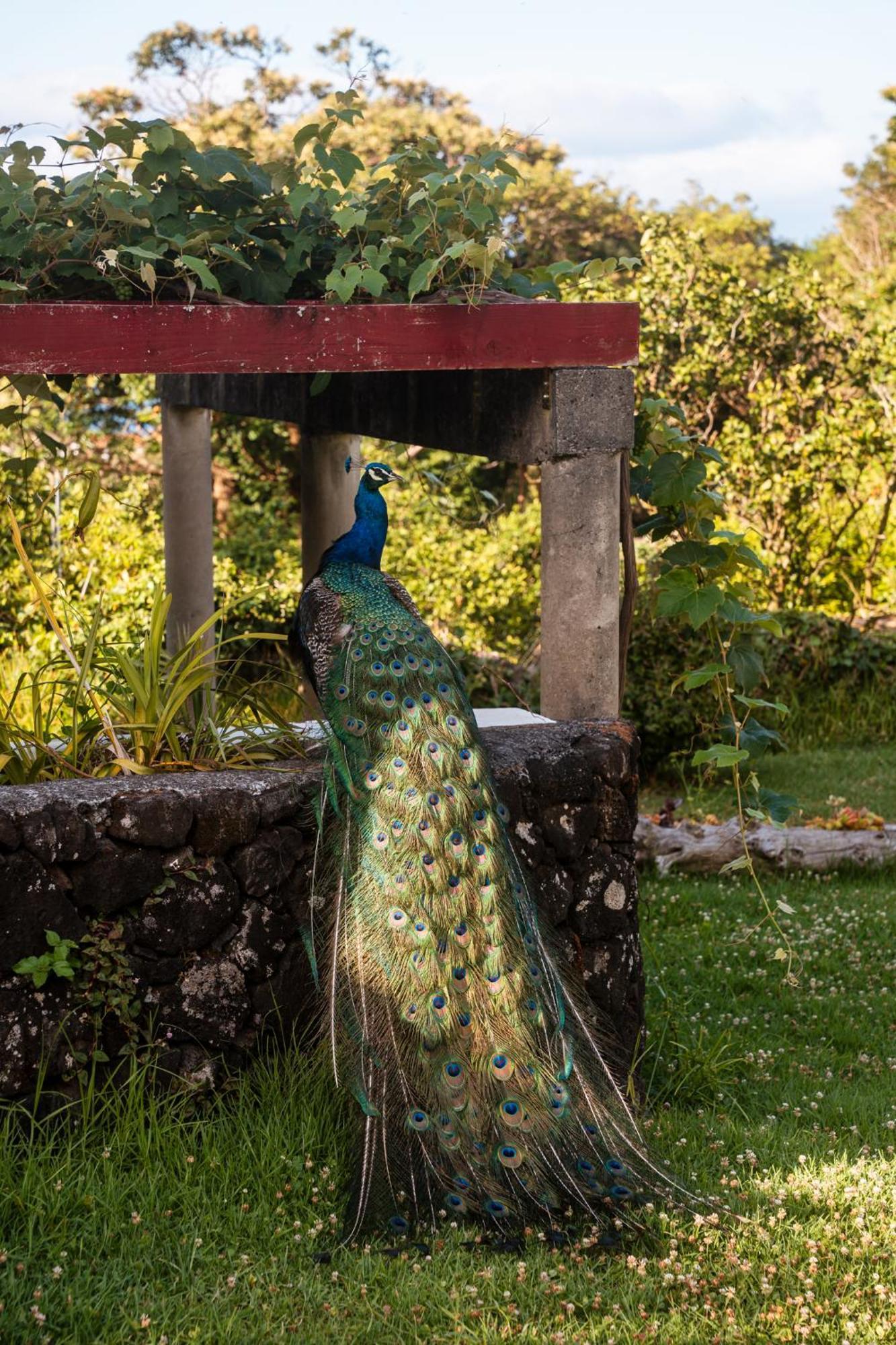 Quinta Das Almas São Roque do Pico Esterno foto
